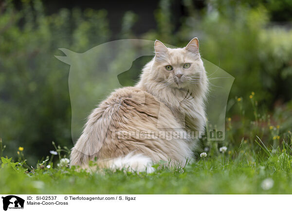 Maine-Coon-Mix / Maine-Coon-Cross / SI-02537