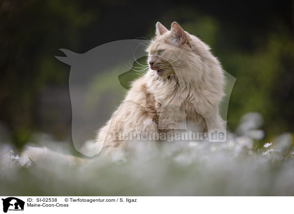 Maine-Coon-Cross / SI-02538