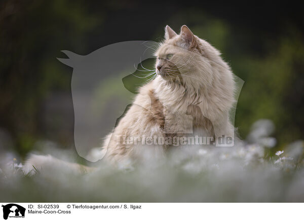 Maine-Coon-Mix / Maine-Coon-Cross / SI-02539