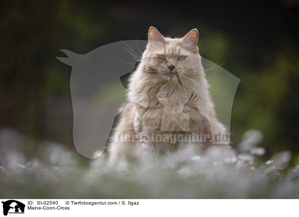 Maine-Coon-Mix / Maine-Coon-Cross / SI-02540