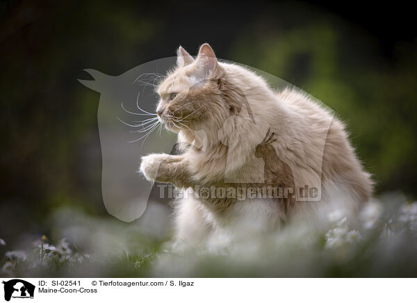 Maine-Coon-Mix / Maine-Coon-Cross / SI-02541