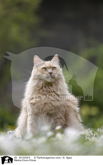 Maine-Coon-Mix / Maine-Coon-Cross / SI-02543