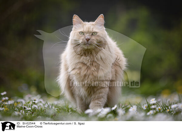 Maine-Coon-Mix / Maine-Coon-Cross / SI-02544