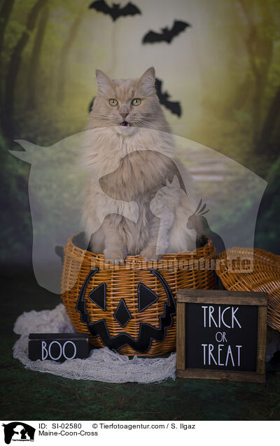 Maine-Coon-Cross / SI-02580