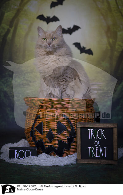 Maine-Coon-Cross / SI-02582