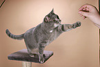 fishing cat