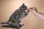 fishing cat