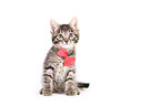 Norwegian-Forest-Cat-Cross Kitten