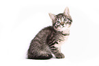 Norwegian-Forest-Cat-Cross Kitten