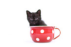 Norwegian-Forest-Cat-Cross Kitten