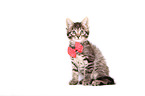Norwegian-Forest-Cat-Cross Kitten