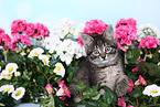 Norwegian-Forest-Cat-Cross Kitten