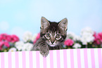 Norwegian-Forest-Cat-Cross Kitten