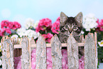 Norwegian-Forest-Cat-Cross Kitten