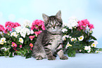 Norwegian-Forest-Cat-Cross Kitten