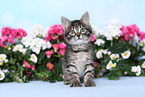 Norwegian-Forest-Cat-Cross Kitten