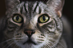 Egyptian-Mau-British-Shorthair Portrait