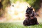 sitting Maine-Coon-Cross