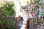 walking Ragdoll-Cross