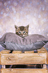 European-Shorthair-Cross Kitten