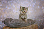 European-Shorthair-Cross Kitten