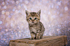 European-Shorthair-Cross Kitten