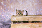 European-Shorthair-Cross Kitten
