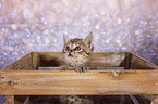 European-Shorthair-Cross Kitten