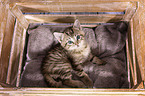 European-Shorthair-Cross Kitten
