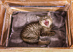European-Shorthair-Cross Kitten