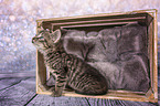 European-Shorthair-Cross Kitten