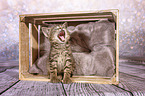 European-Shorthair-Cross Kitten