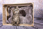 European-Shorthair-Cross Kitten