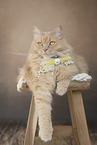 Cat with a bow tie around its neck