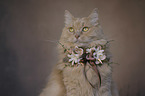 Cat with a wreath of flowers around its neck