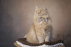 Cat with a bow tie around its neck
