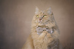 Cat with a bow tie around its neck