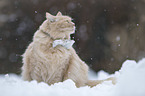 Cat with a bow tie around its neck