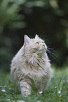 Maine-Coon-Cross