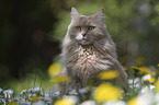 Maine-Coon-Cross
