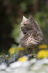 Maine-Coon-Cross