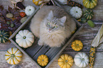 Cat in wooden box with pumpkins