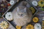 Cat in wooden box with pumpkins