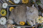 Cat in wooden box with pumpkins