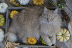 Cat in wooden box with pumpkins