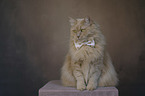 Cat with a bow tie around its neck