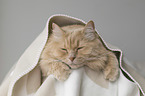 Maine-Coon-Cross