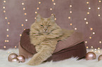 Maine-Coon-Cross