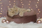 Maine-Coon-Cross