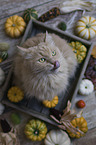 Cat in wooden box with pumpkins